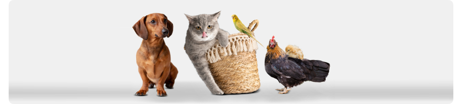 Pet Supplies