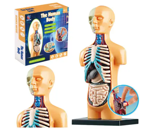 Educational Anatomical Model Human Body Organs