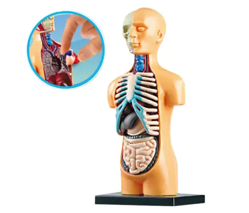 Educational Anatomical Model Human Body Organs