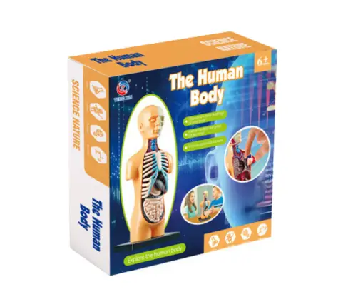 Educational Anatomical Model Human Body Organs