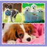 Puzzle - 3 in 1 - Cute dogs - Trefl 34854