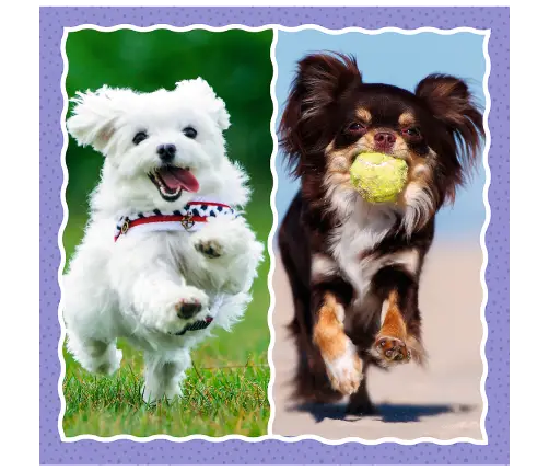 Puzzle - 3 in 1 - Cute dogs - Trefl 34854