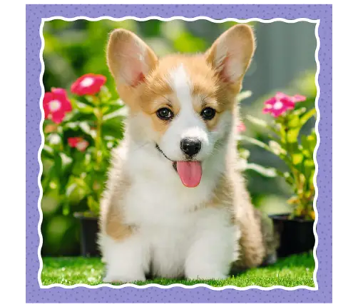 Puzzle - 3 in 1 - Cute dogs - Trefl 34854