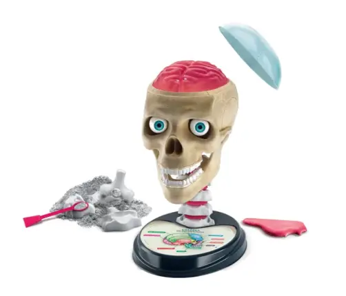 Scientific Fun Crazy Anatomy Kit Clementoni 50697