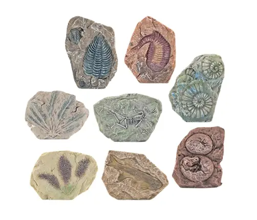 Paleontology Excavation Kit Plaster Block Tools