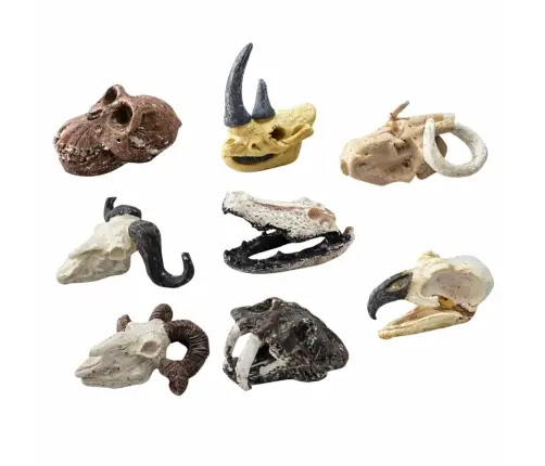 Archaeology Excavation Set Skulls Bones Tools Accessories