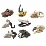 Archaeology Excavation Set Skulls Bones Tools Accessories