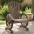 Dārza Adirondack Stila Krēsli, 2 Gab., Egles Masīvkoks Vidaxl