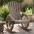 Aia Adirondack Kiiktool, Nulupuit