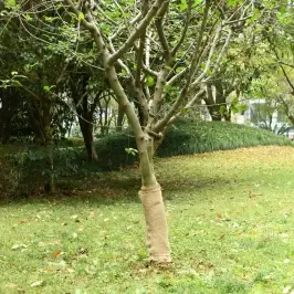 Džutas Rullis 0,5X5 M, 100% Džuta, 200 G/M² Vidaxl