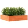 Dārza Puķu Kaste, Vaska Brūnas, 100X100X23 Cm Priedes Masīvkoks Vidaxl