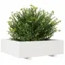 Aia Taimekast, Valge, 80 X 80 X 26,5 cm Männipuit