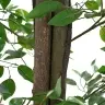 Kunstlik Ficus Plant 2016 Lehed 300 Cm Rohelised