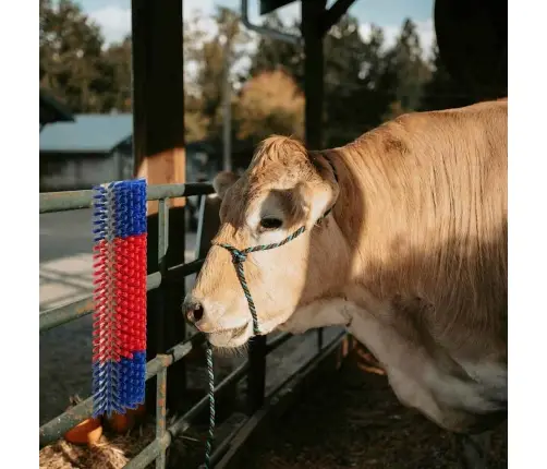 Govju Sukas Sienā Piekārama 20X9X50 Cm Vidaxl