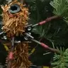 Dirbtinė Sulankstoma Kalėdų Eglutė Su 150 Led 150 Cm Pvc