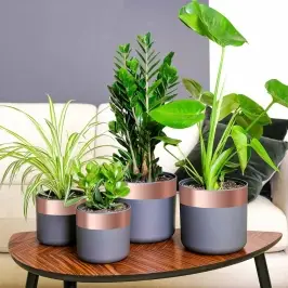 Vara Lente 6 Pcs Varš 2000 X 7 Cm Varš Vidaxl