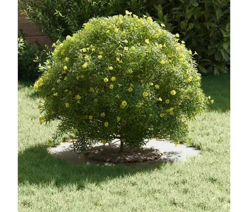 Sobiv Lame Puu Rõngaste Jaoks 5 Pcs Valge Ø30 / 60 Cm Teras