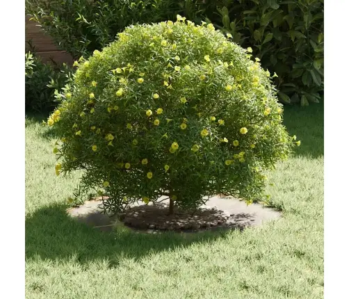 Sobiv Lame Puu Rõngaste Jaoks 5 Pcs Hõbedane Ø30 / 60 Cm