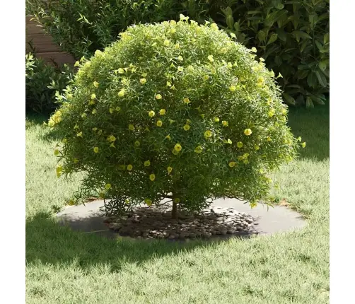 Sobiv Lame Puu Rõngale Hõbedane Ø40 / 70 Cm Roostevaba Teras