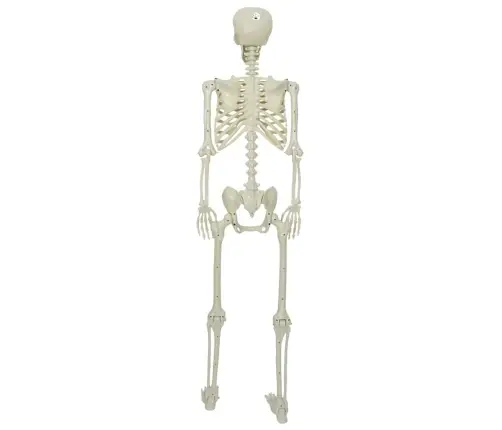 Halloween Skelets Regulējams Balts 155 X 38.5 Cm Plastmasa Vidaxl