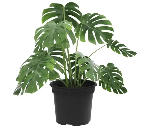 Apaļais Puķu Pods 6 Pcs Melna Ø 12,5 X 10 Cm Plastmasa Vidaxl