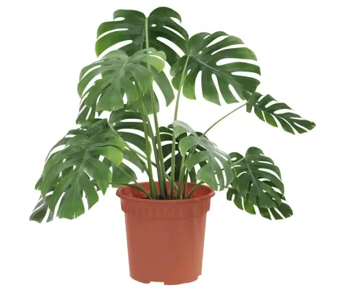 Apaļais Puķu Pods 24 Pcs Ķieģeļu Sarkans Ø 15 X 12 Cm Plastmasa Vidaxl