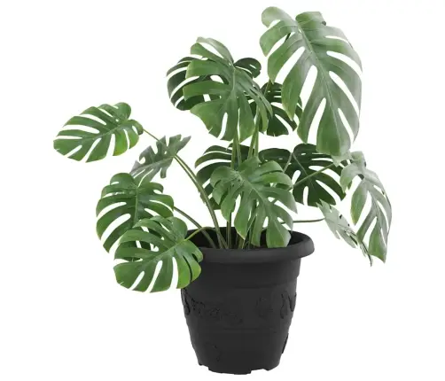 Apaļais Puķu Pods 6 Pcs Melna Ø 26 X 21.5 Cm Plastmasa Vidaxl