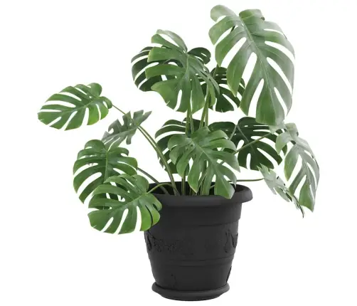 Apaļa Ziedu Palete 6 Pcs Melna Ø 14 X 2 Cm Plastmasa Vidaxl