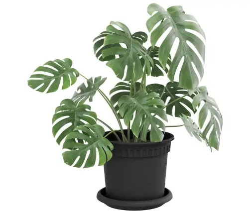 Apaļa Ziedu Palete 24 Pcs Melna Ø 14 X 2 Cm Plastmasa Vidaxl