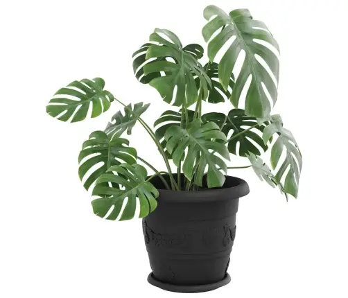 Apaļa Ziedu Palete 24 Pcs Melna Ø 14 X 2 Cm Plastmasa Vidaxl