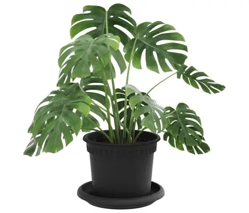 Taimepotid 24 Pcs Must Ø 12,5 X 10 Cm Plastmass