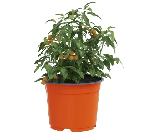 Ziedu Pods 50 Pcs Keramika Ø 15 X 12.5 Cm Plastmasa Vidaxl