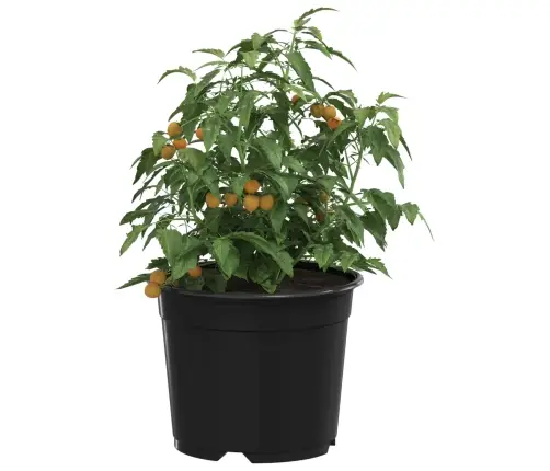 Ziedu Pods 200 Pcs Melna Ø 15 X 12.5 Cm Plastmasa Vidaxl