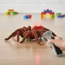 Attālināti vadāms TARANTULA zirneklis + PILOTS