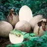 Dinozauri izrakumi dinozauru olu figūriņas arheoloģiskais komplekts ar 12 olām