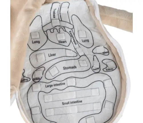 Maskot lelle, kas mācās anatomiju zēns