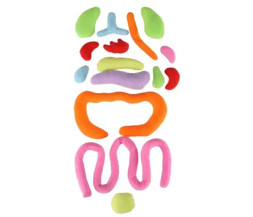 Maskot lelle, kas mācās anatomiju zēns