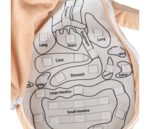 Maskot lelle, kas mācās anatomiju meitene