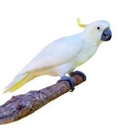 For birds