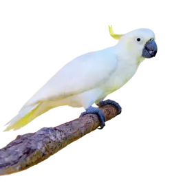 Paukščiams