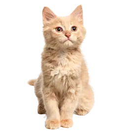 Katėms
