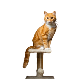 Cat scratching posts