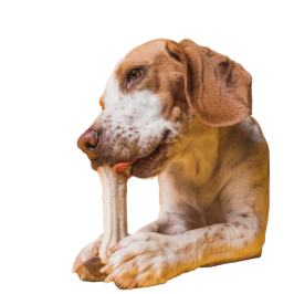 Treats for dogs